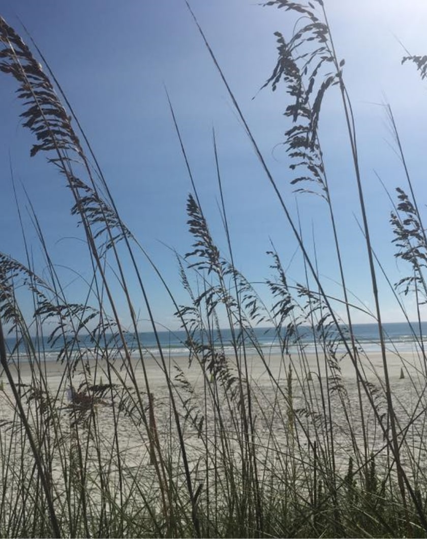 Looking out on the beach through the tall grass